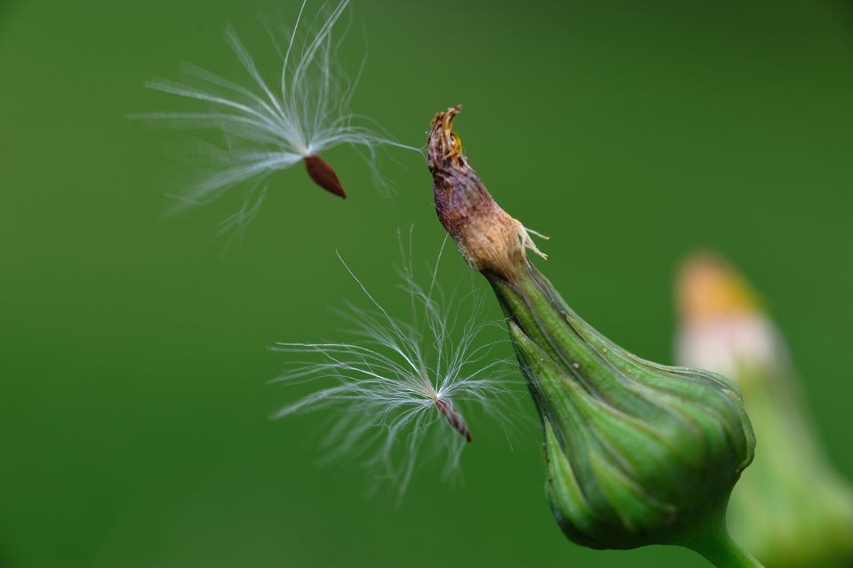 风吹呀吹 吹呀吹 吹在微凉的梦中 我追阿追 追阿