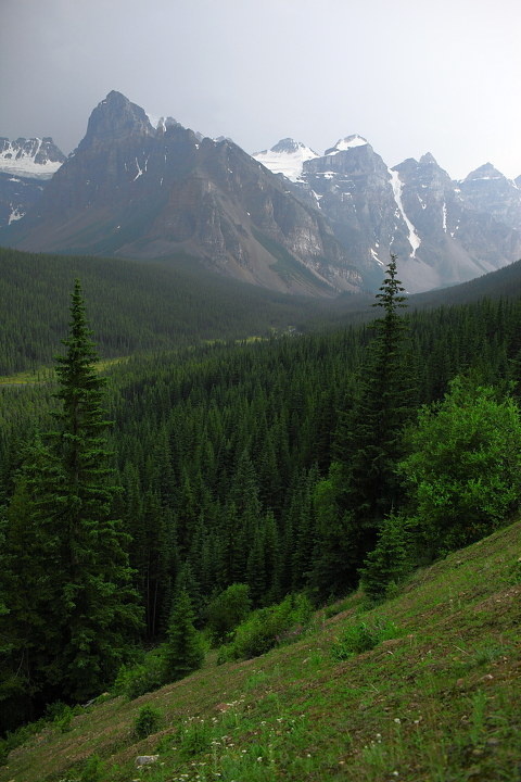 雪山下的松树林