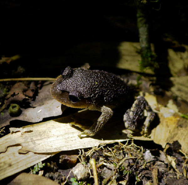 黑夜中的沉思者