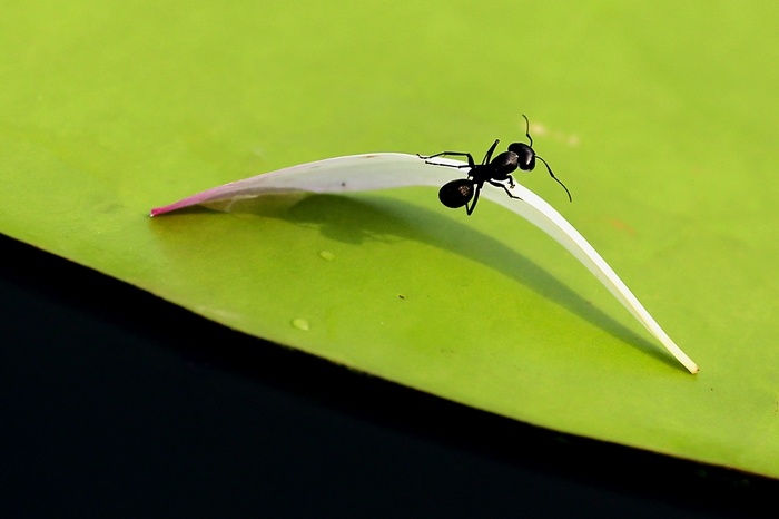 大黑蚂蚁带妹纸乘花瓣船去看海上升明月