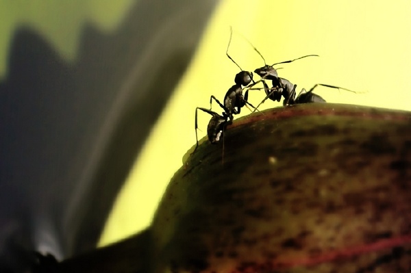 大黑蚂蚁带妹纸乘花瓣船去看海上升明月