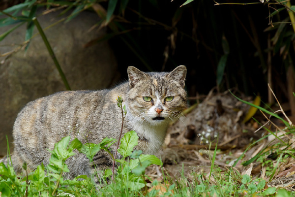 动物园里的那些"猫"