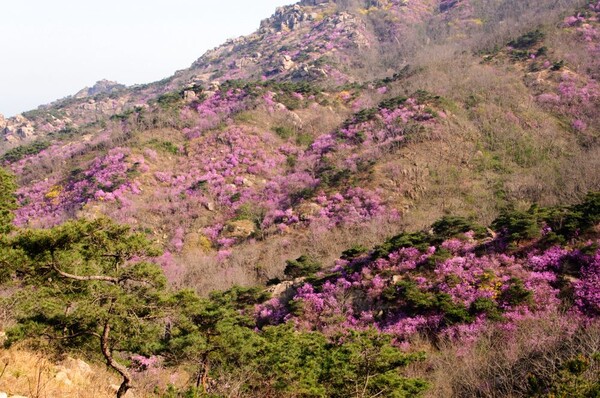 大珠山杜鵑花