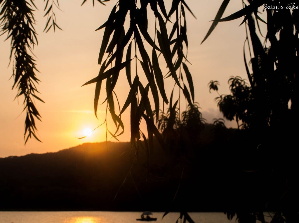 白堤晚風夕陽,柳樹剪影