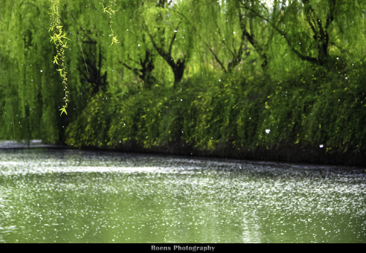 柳絮纷飞 - roens - 图虫摄影网