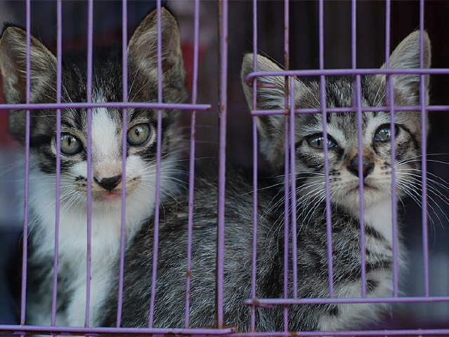 "花鸟市场"标签的图博