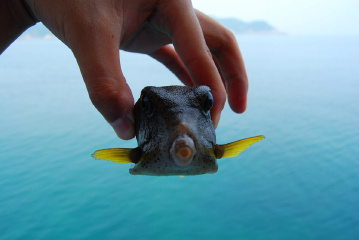 可爱的方块鱼同学