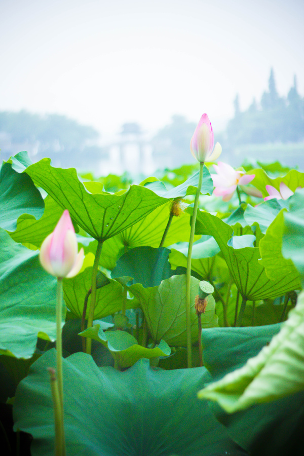 毕竟西湖六月中,风光不与四时同.