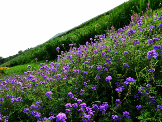 萧瑟的十月一见钟情 夏&雨&荷一生 夏荷立秋 莲#365计划#【day 290】