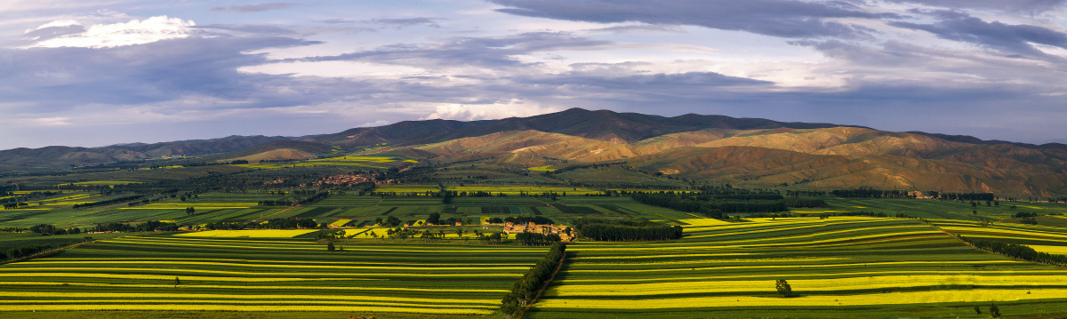 武川油菜花(二) 武川位于内蒙古呼和浩特的一个县 这个地方叫哈乐乡.