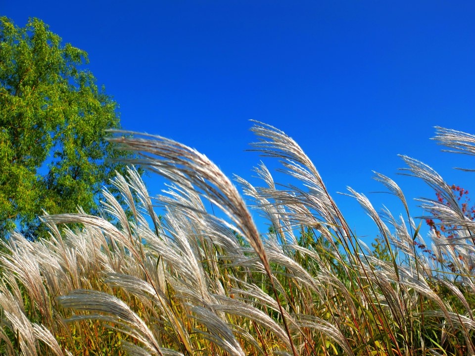 家旁边的芦苇塘抽穗了 - 风光 - 家旁边的芦苇塘抽穗了 - 喜欢手机