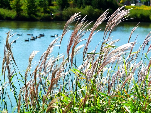 家旁边的芦苇塘抽穗了