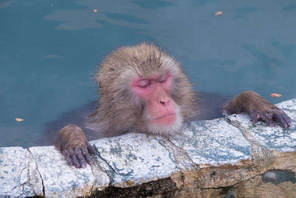 北海道函馆,洗温泉的猴子 - 走遍东北亚 - 日本摄影同好会 - 图虫摄影