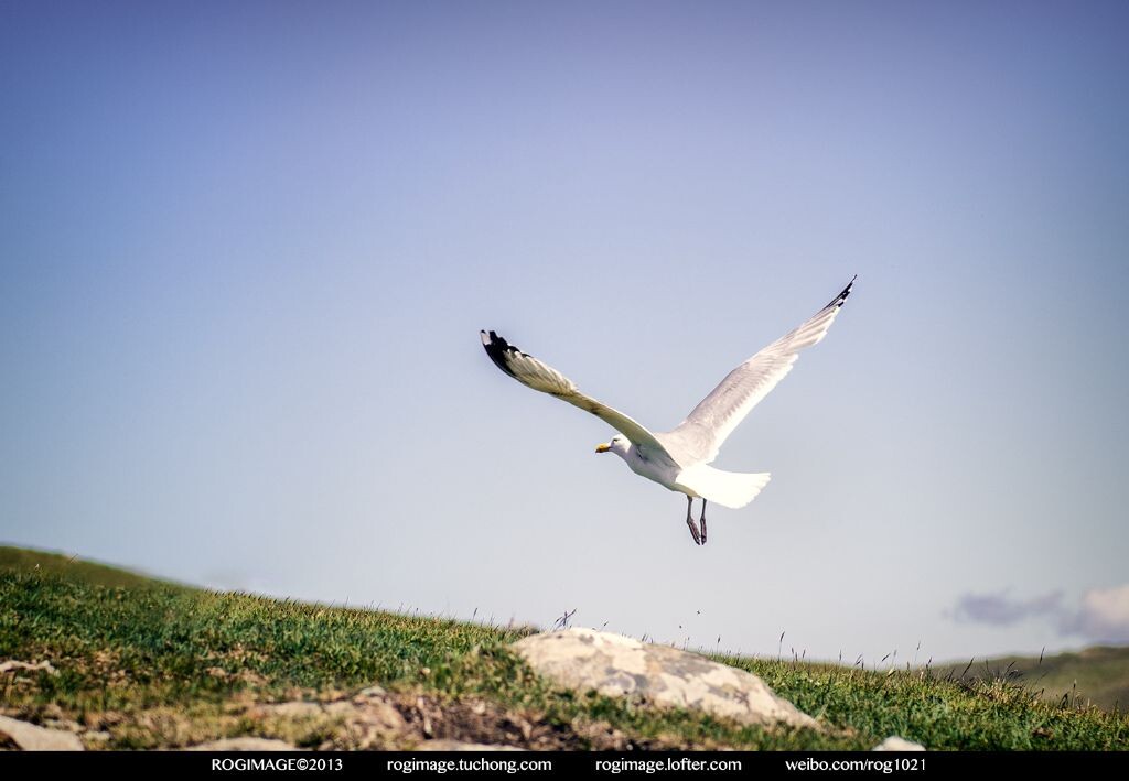 海燕,长点心吧!