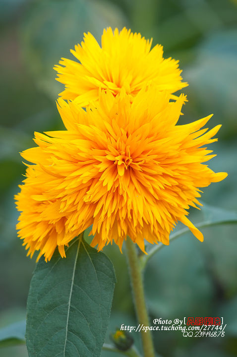 像菊花的向日葵