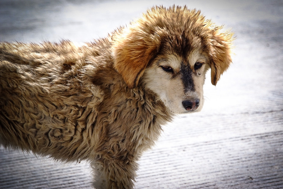 藏犬 zanzai发布于  12年8月4日 &nbsp;&nbsp;&nbsp;     2012-04-30