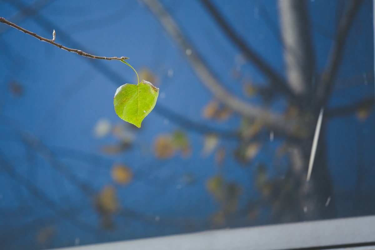 这个树枝上的最后一片叶子,玻璃上的倒影,虚实之间,永世分离