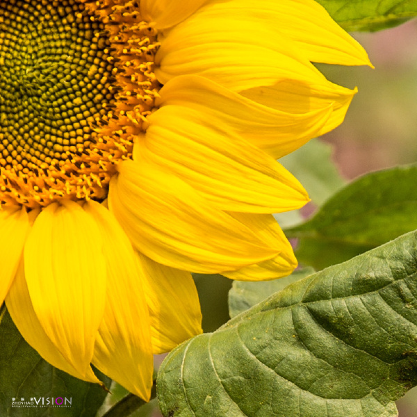 一组向日葵特写 - 植物, 特写, 微距 - 我叫廖振豪 - 有趣的构图!