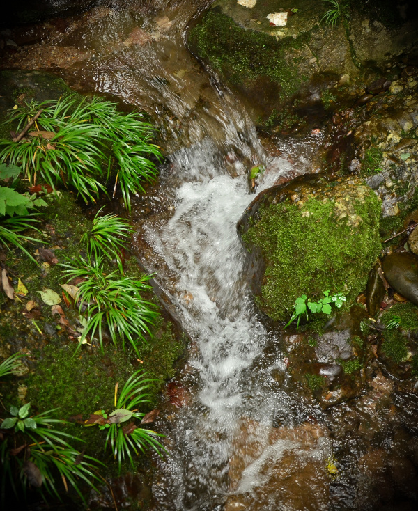 夏 青城后山 - 成都, 青城山, 自然, 绿, 山 - 厉江流 - 图虫摄影网