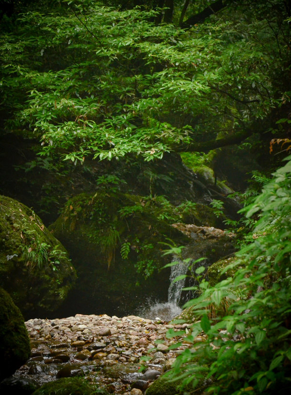 夏 青城后山 - 成都, 青城山, 自然, 绿, 山 - 厉江流 - 图虫摄影网