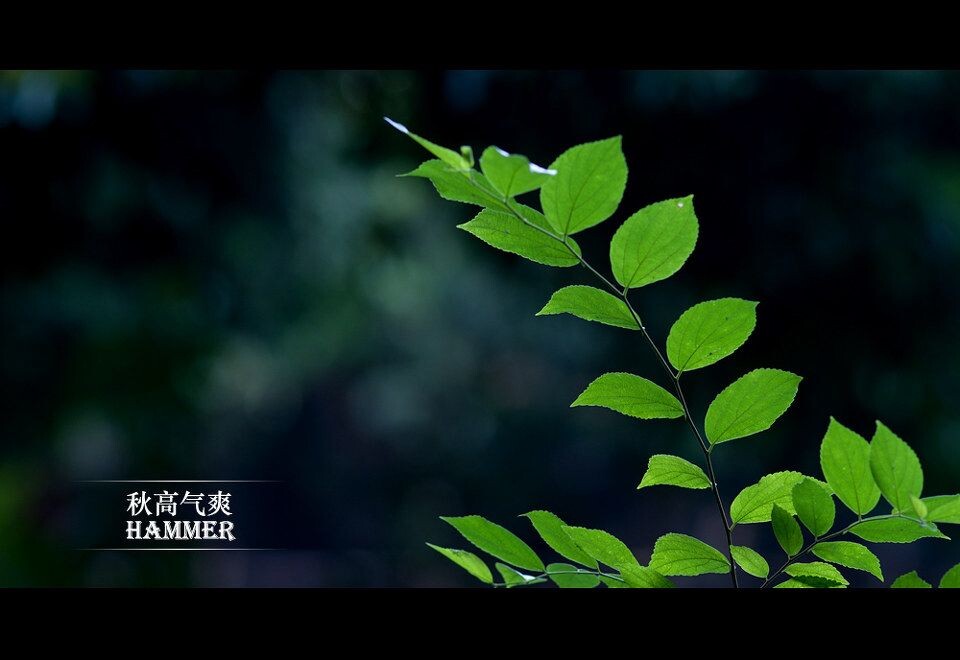 秋天植物,總不像秋天,像春夏,otl