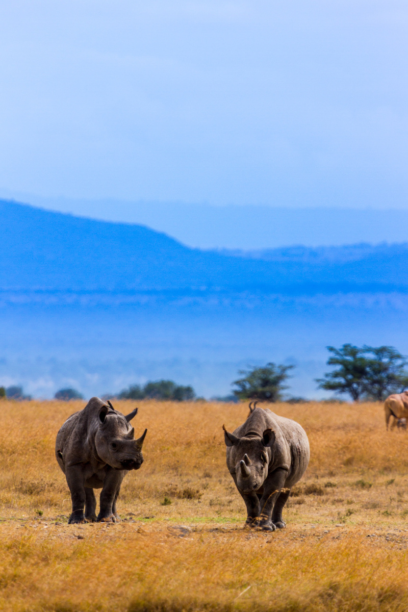 cr2 - 动物摄影 - 图虫摄影网