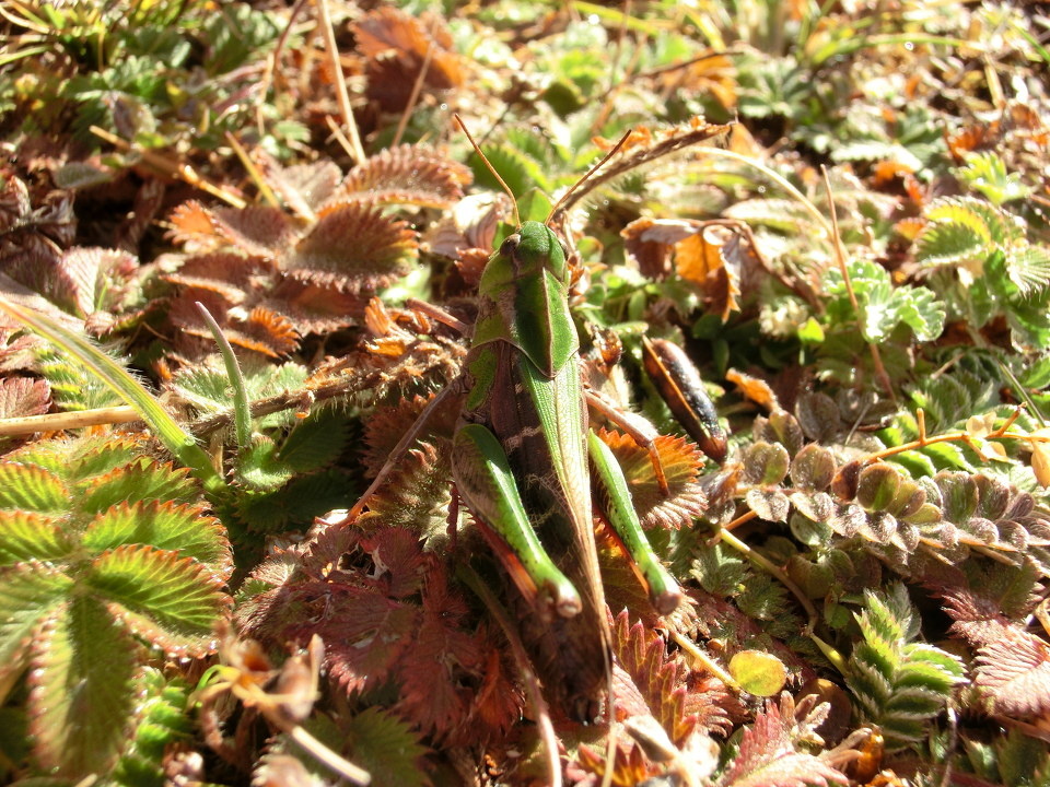 川西动物志 - 川西动物志 - 火火火木土土田八 - 图虫摄影网