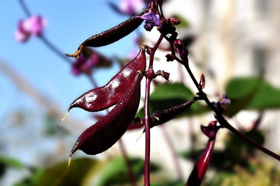 紫色扁豆花 - 紫色扁豆花, 生态 - 紫色扁豆花 - 九月枫 - 生态摄影