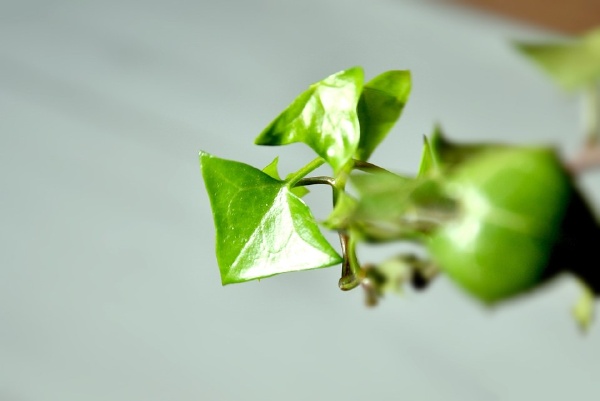 【常春藤的三角叶】