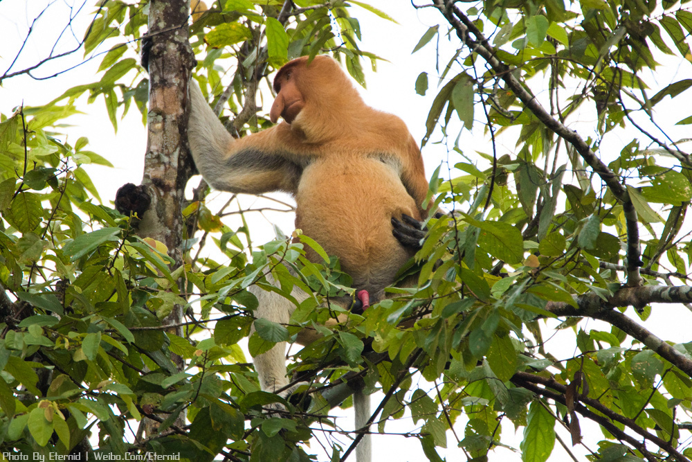 山打根的长鼻猴