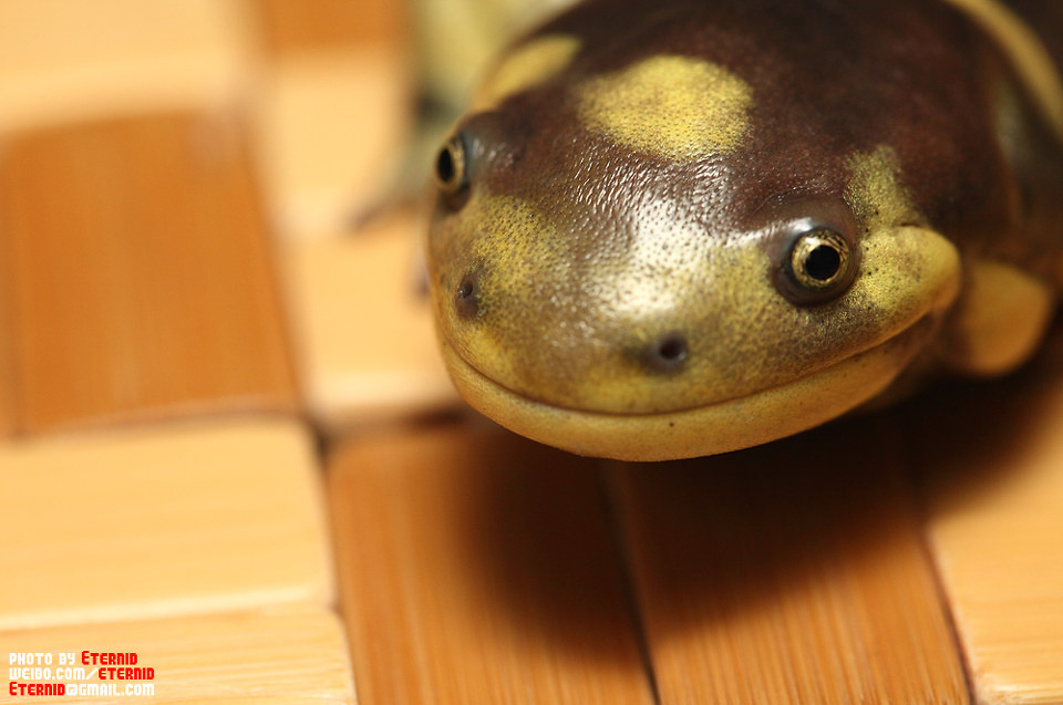 img_8508-虎纹钝口螈