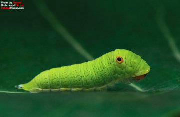 img_0080-碎斑青凤蝶幼虫