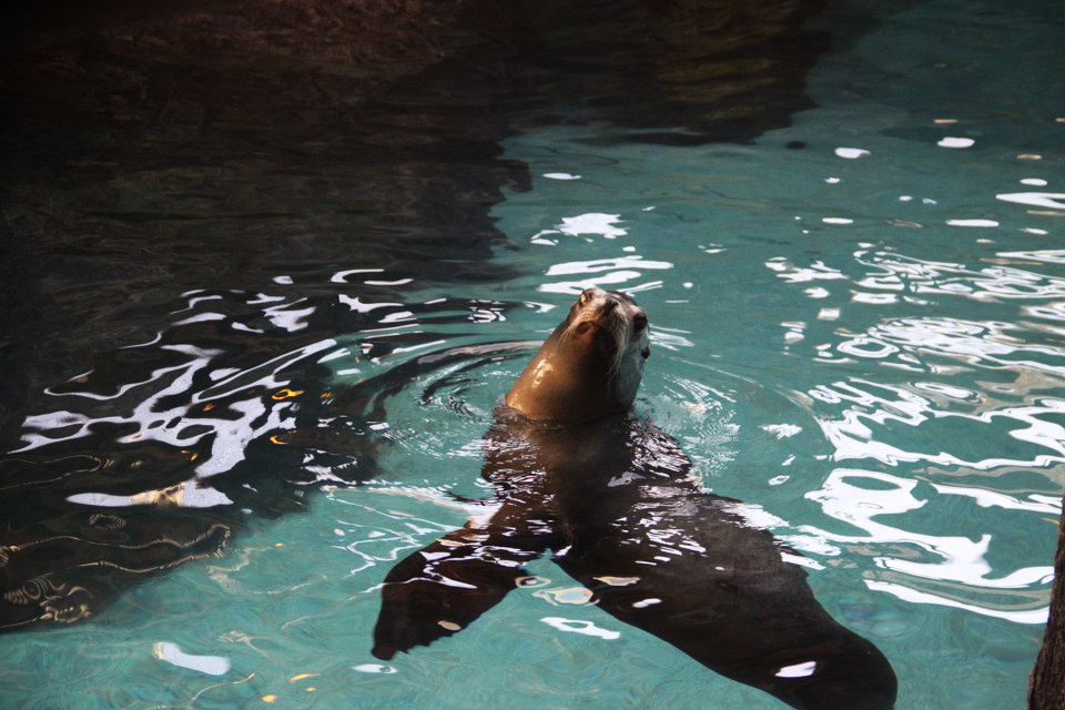 073香港海洋公园海狮馆.jpg