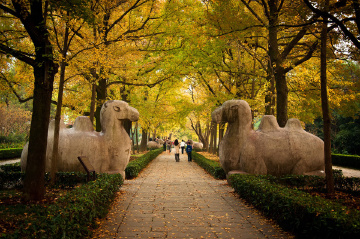 石象路神道-骆驼