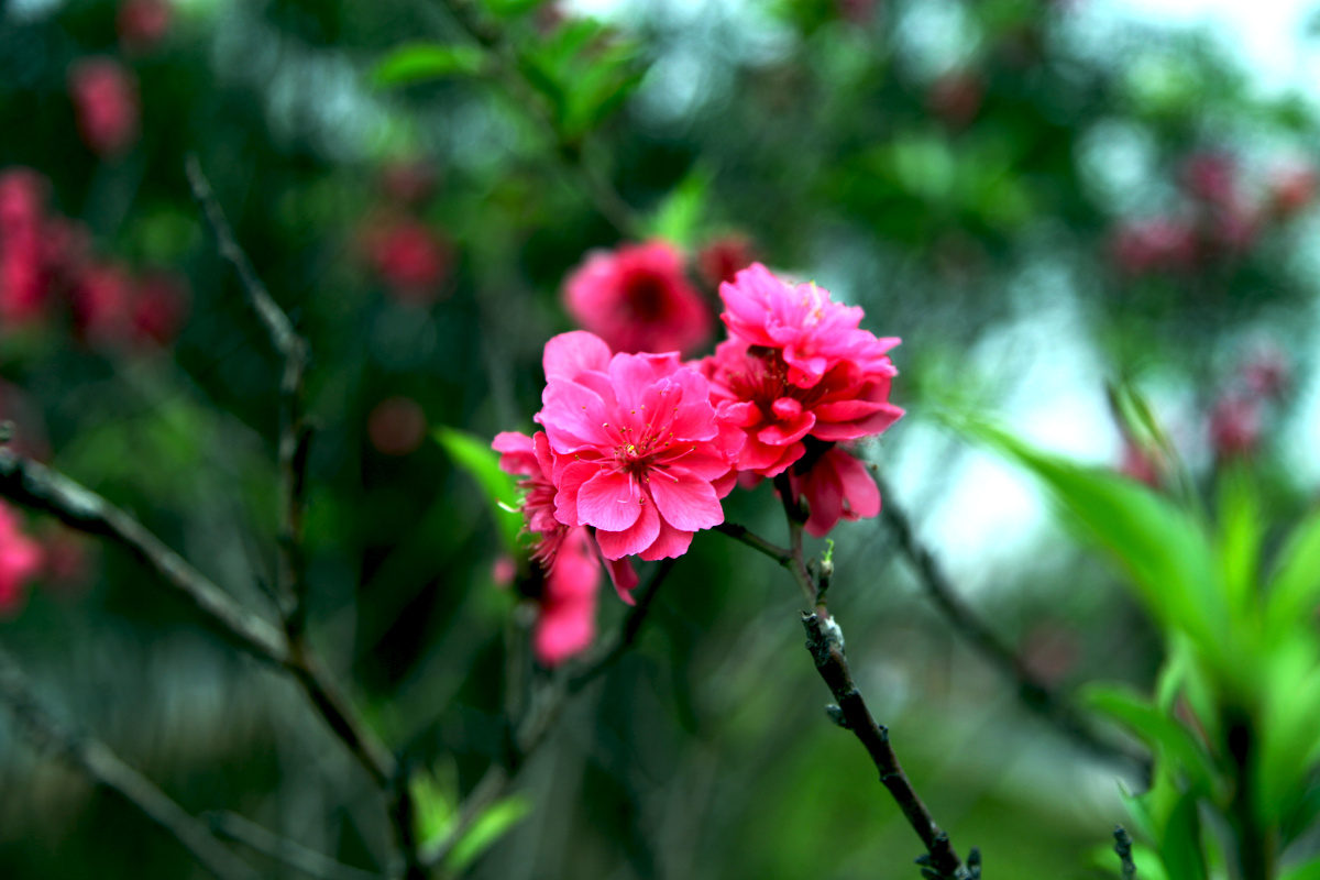 红艳艳的桃花运