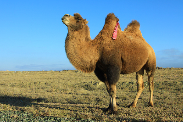 一只很会摆poss的骆驼