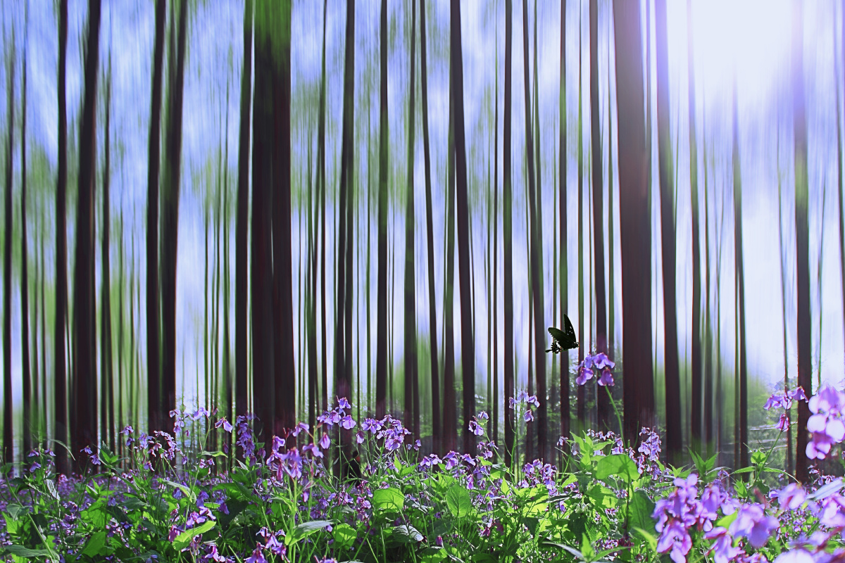 二月兰矢量,二月兰,二月兰素材_大山谷图库