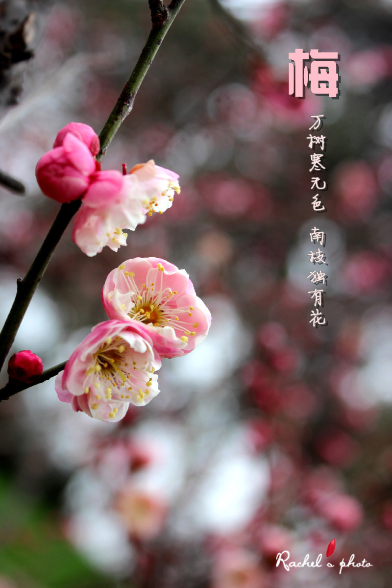 早梅- 早梅 - rachel1022 - 图虫摄影网