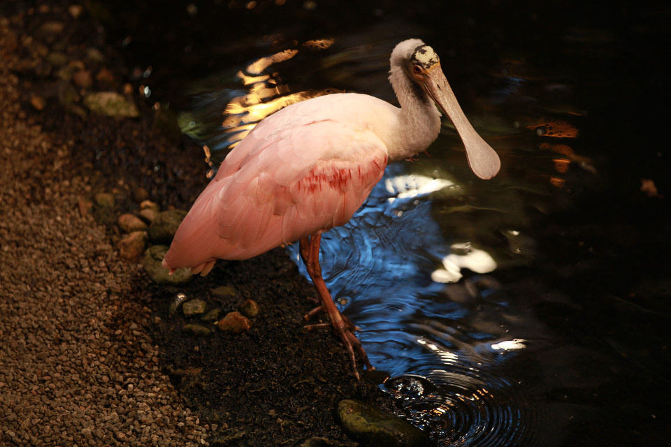 粉色的鸡最喜欢这张