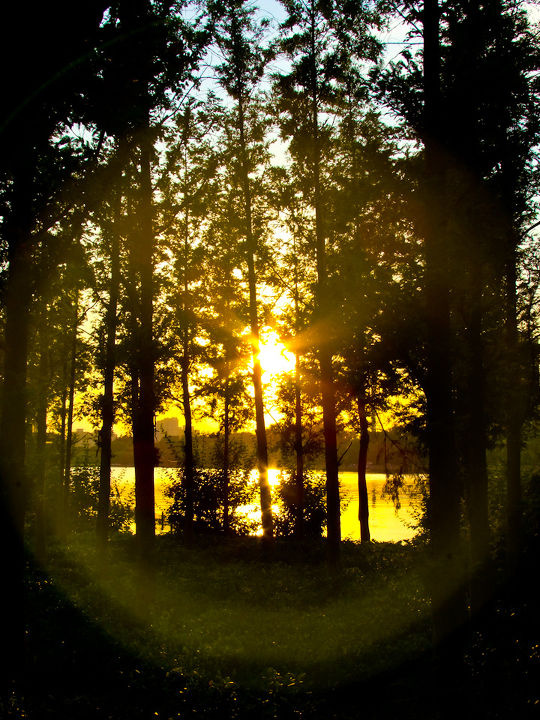 树林中的一丝光