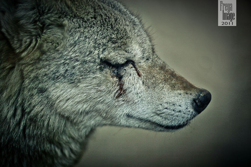 泪水- 动物, 狼 - 大尧bible - kilometre - 图虫摄影网