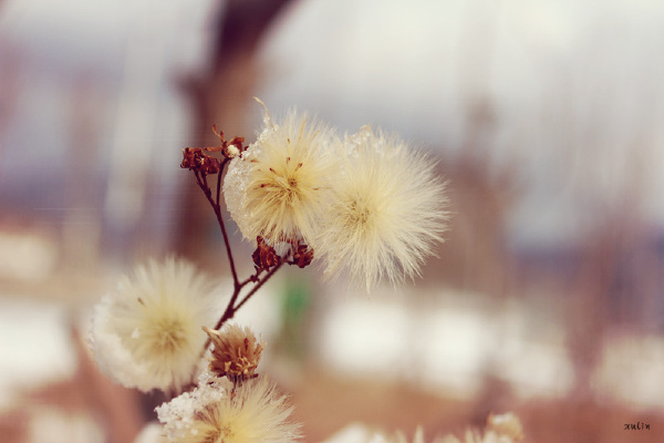 雪中的蒲公英