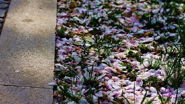 元大都海棠花海