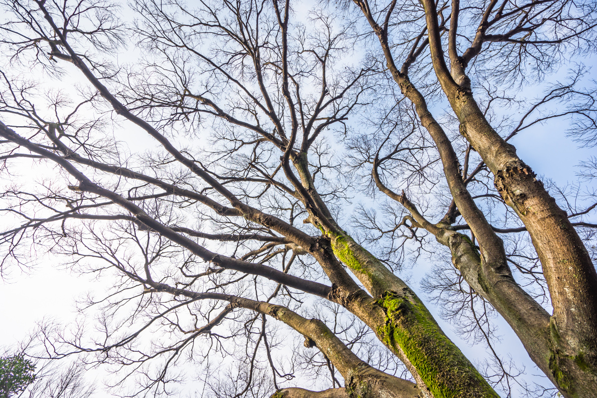 文木- 图虫摄影网