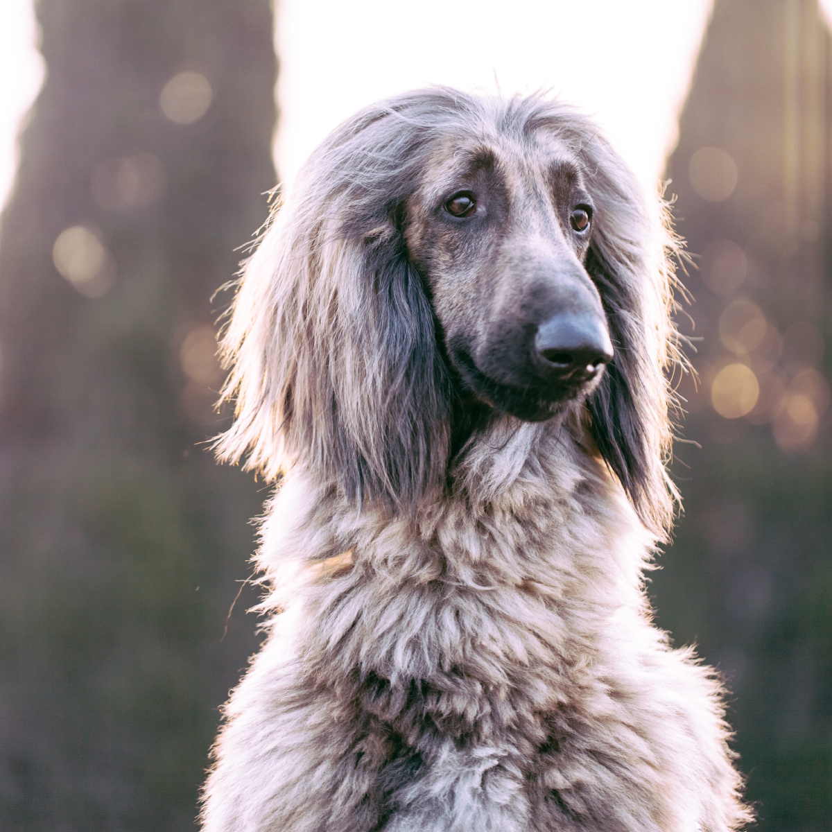 lilelele - 图虫摄影网