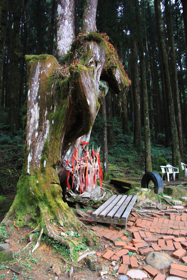 阿里山神木 - 台湾, 阿里山, 树木 - 奇迹 - 图虫摄影网
