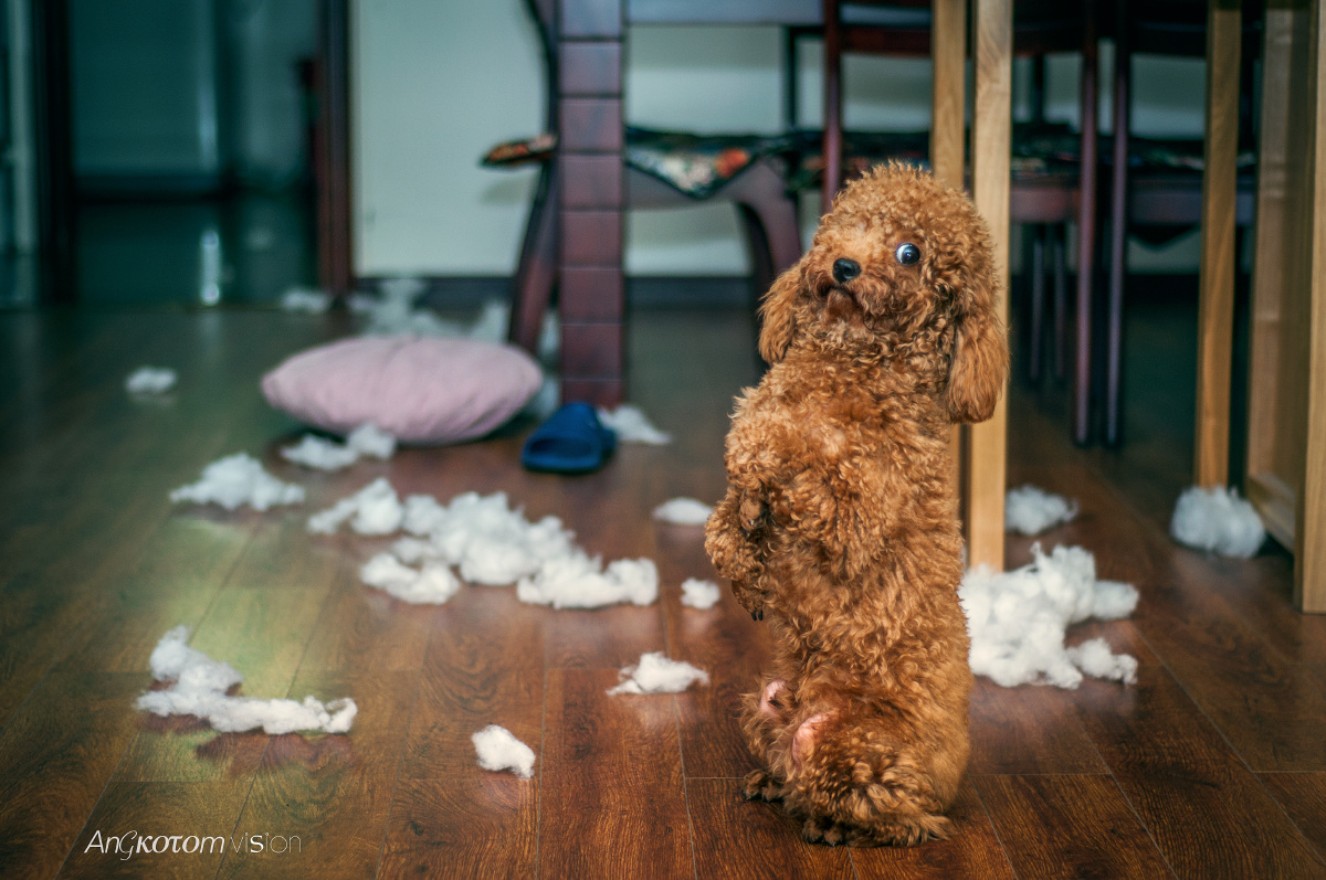 你又干了啥坏事?表情.