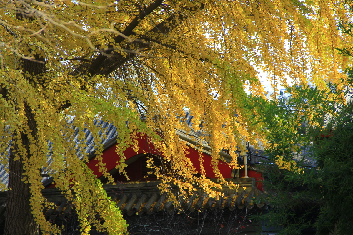 世界最长的过山车-the big one