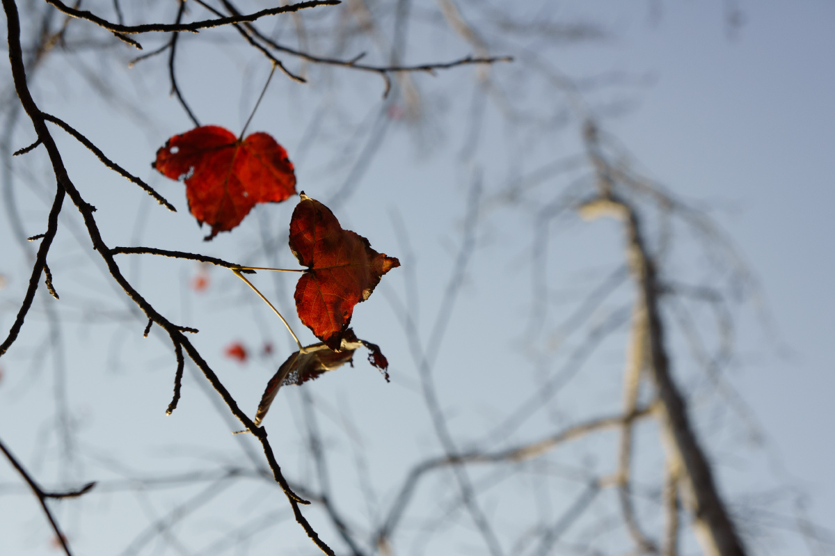 不太孤单的枯叶 - 小品, 秋色 - 柚子先生 - 图虫摄影网