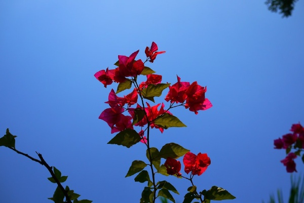 标签:红花蓝天风景     收起               转发 分享到      已分享